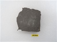 藏品(生痕化石(穿行痕))的圖片